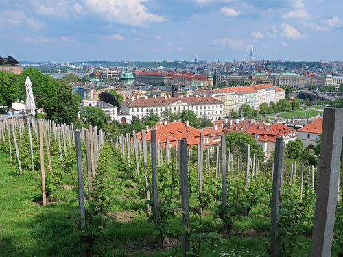 Vineyards at Prague Castle